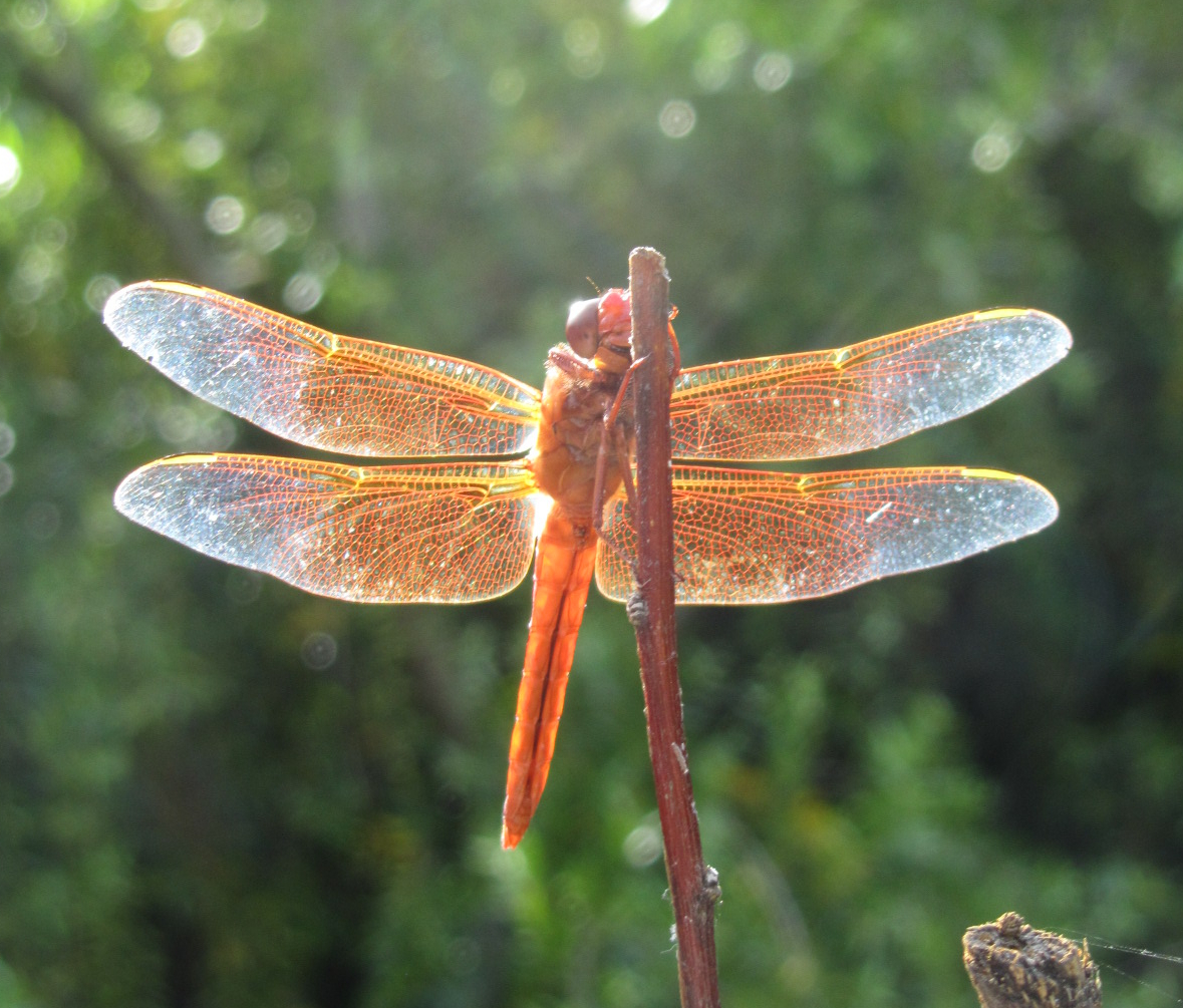 Dragon Fly
