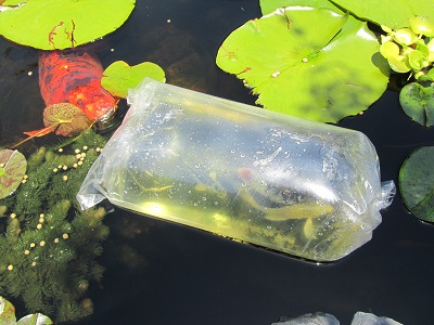 New Fish