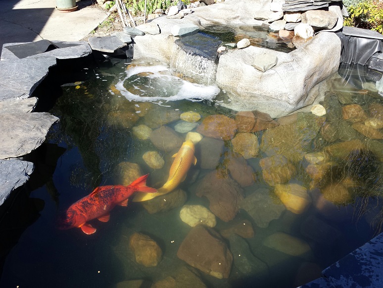 Old Koi
