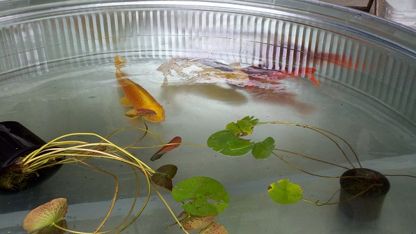 Big livestock trough for koi