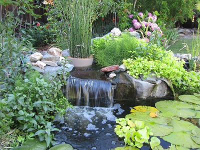Pond Plants
