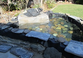 Pond with water
